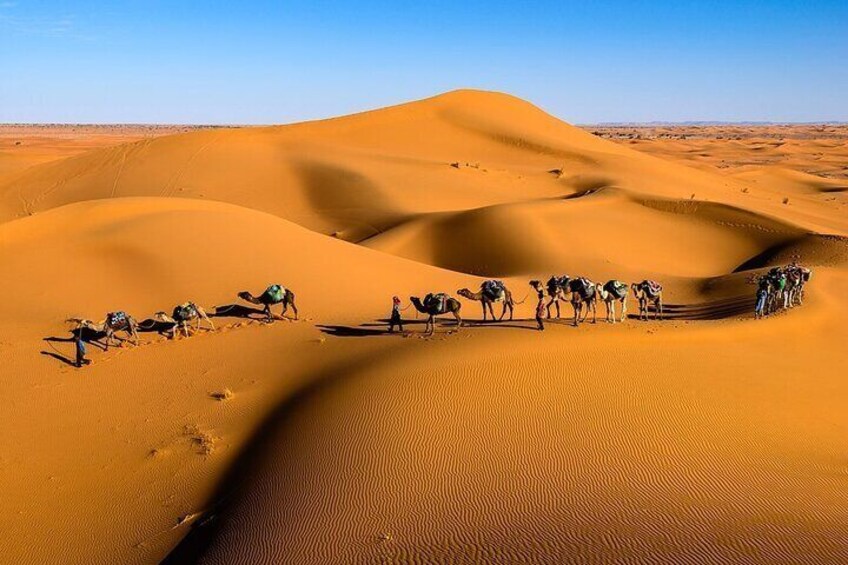 Erg Chigaga Dunes camel ride 