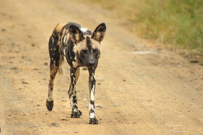 Wild Dog Hluhluwe Imfolozi