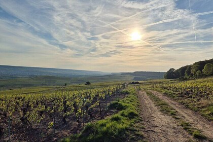 From Paris a Full Day Private Champagne tour with local Tasting