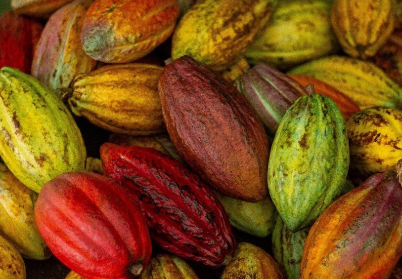 Don Juan Arenal: Coffee and Chocolate Tour