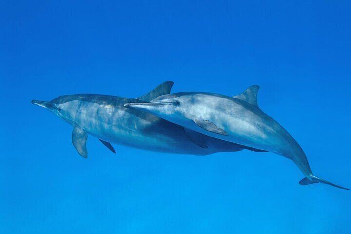 Dolphin House Satayeh Reef & Snorkeling with Transfer –Marsa Alam