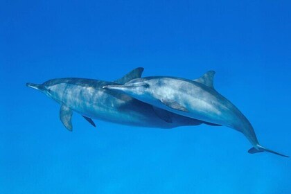 Dolphin House & Snorkeling Sea Trip with Transfer :Marsa Alam