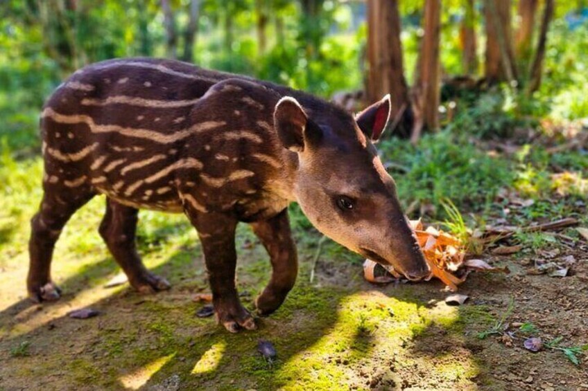 Explore the diverse flora and fauna of the Amazon rainforest.