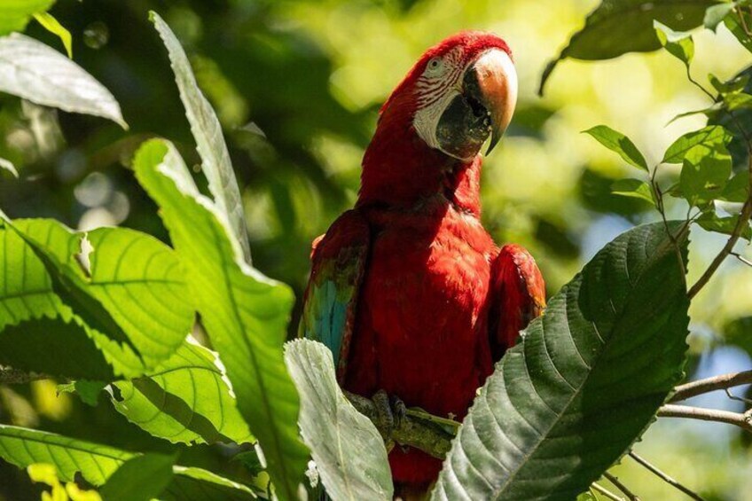 Explore the diverse flora and fauna of the Amazon rainforest.