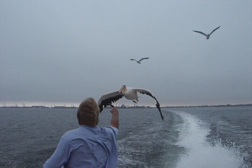 Seal and Dolphin Catamaran Adventure 