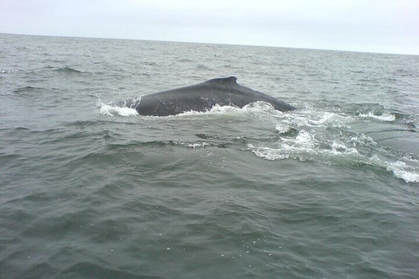 Seal and Dolphin Catamaran Adventure 