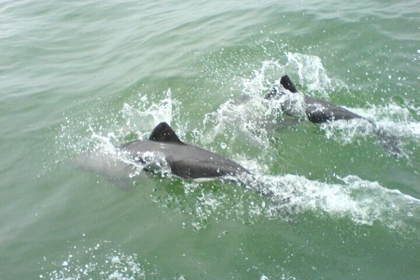 Seal and Dolphin Catamaran Adventure 