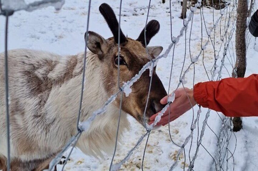 Full Day Stuðlagil Canyon and Reindeer Park Guided Tour