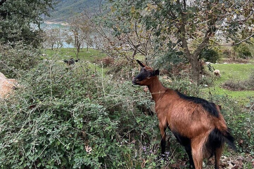 Where History Meets Nature: Explore Kruja and Bovilla