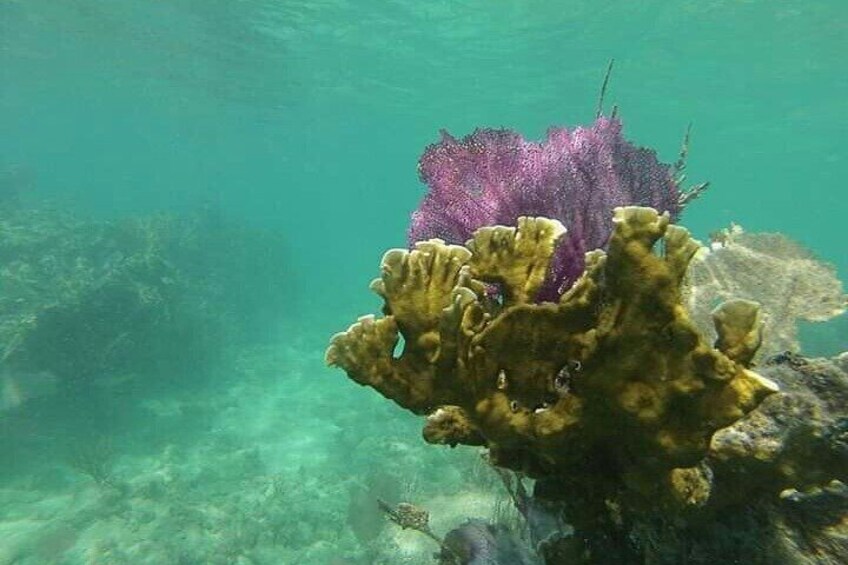 Coral Reef Snorkeling Tour