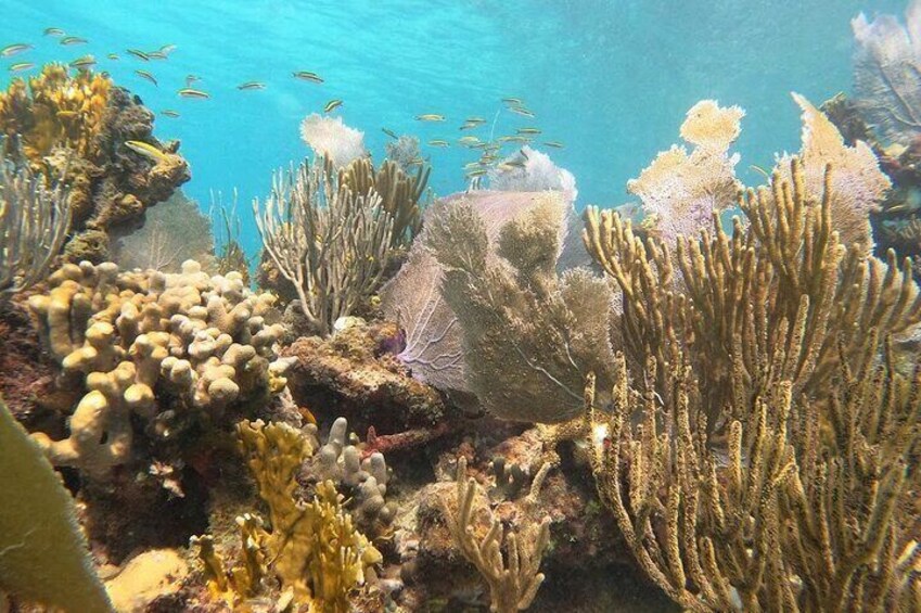 Coral Reef Snorkeling Tour