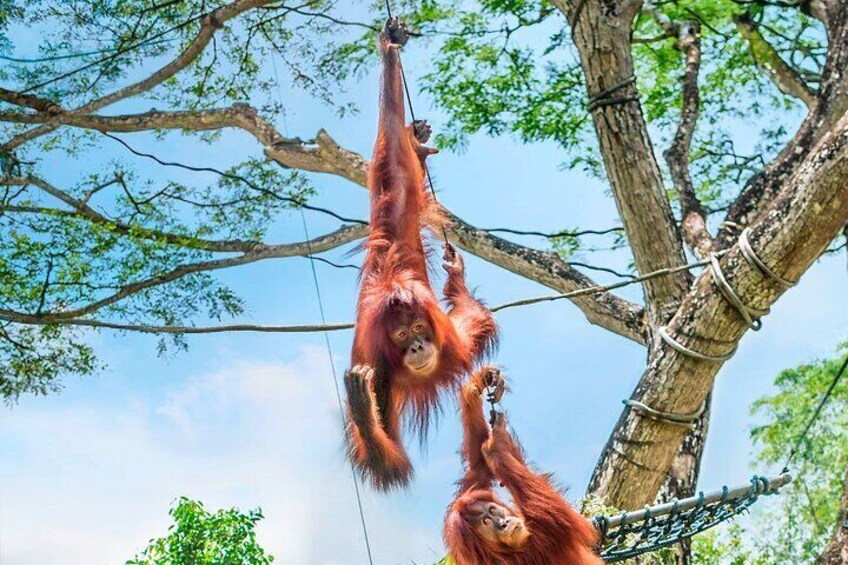 Singapore Mandai Wildlife Entry Ticket with Tram Ride