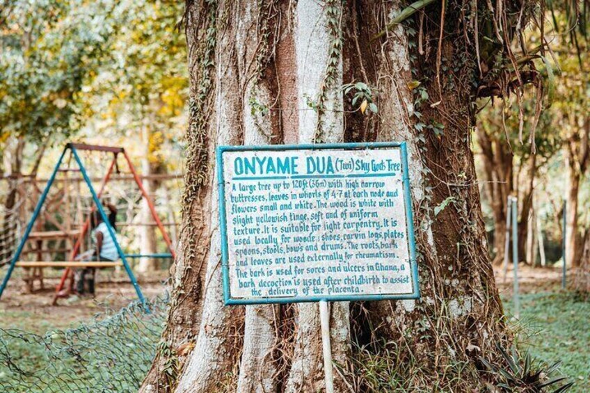 Explore Aburi Botanical Gardens And Boti Falls