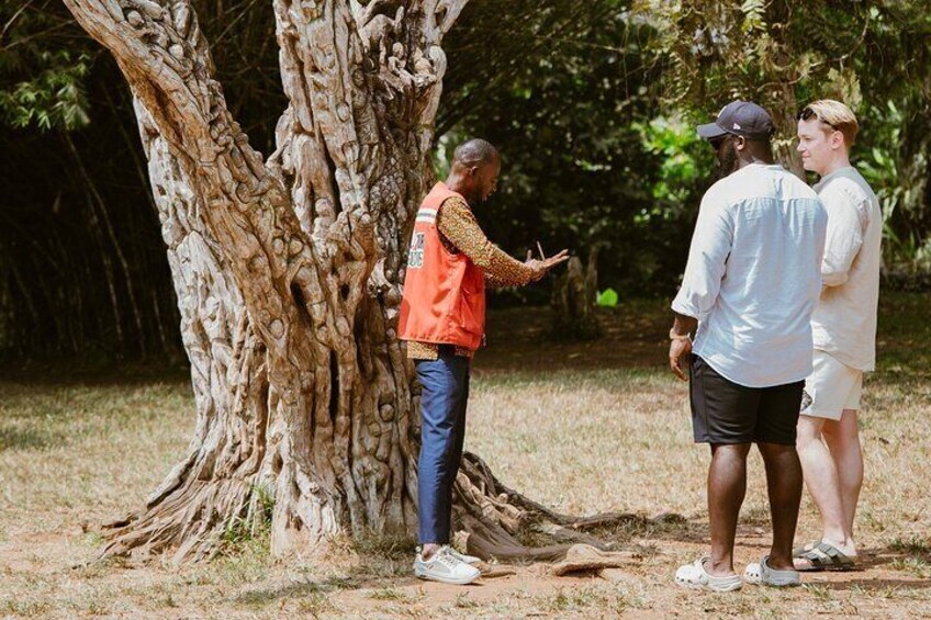 Explore Aburi Botanical Gardens And Boti Falls