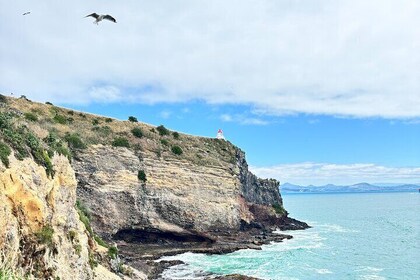 Dunedin&Peninsula Scenery Day Tour Sharing