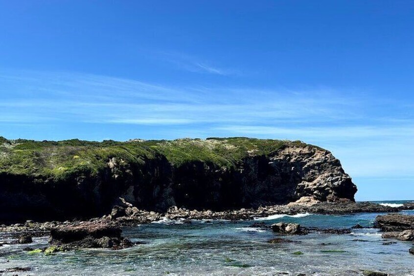 Dunedin&Peninsula Scenery and Wildlife Day Tour Sharing