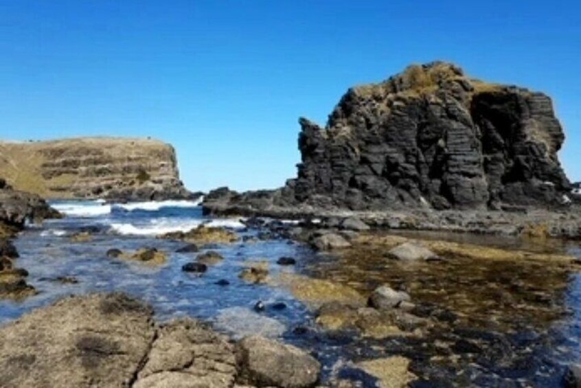 Private Dunedin&Peninsula Scenery and Wildlife Day Tour Sharing