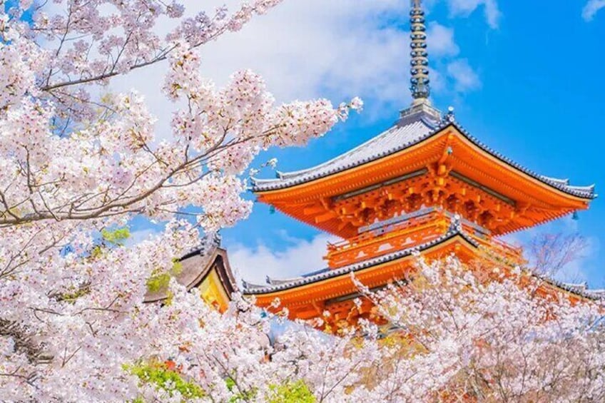 Stroll quietly along Kiyomizu Temple’s stone path, admiring cherry blossoms in full bloom. A gentle spring breeze sends petals drifting like a magnificent cherry blossom snow—truly a moment that makes