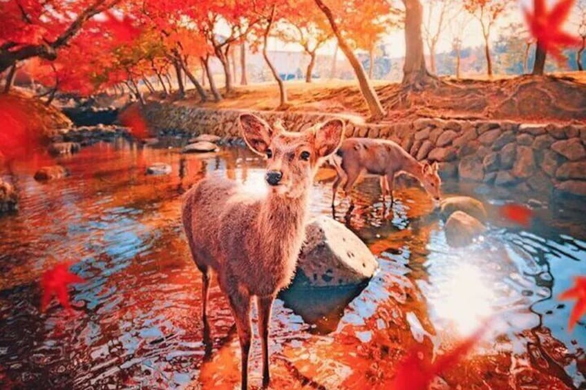 The little deer appeared like an elf among the maple leaves, gracefully stepping across the field of red, calling out and dancing in the dappled light by the flowing stream.