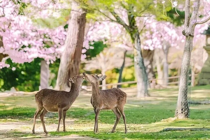 Two deer in Nara Park interact closely and are full of love