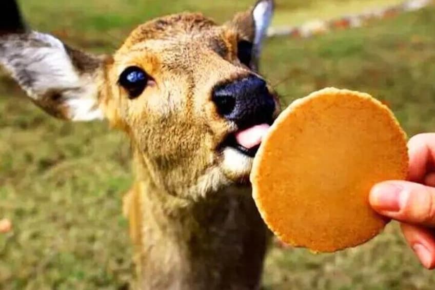 When you hold deer biscuits, the little deer gather around, blinking their big, cute eyes. That gaze is enough to melt your heart.