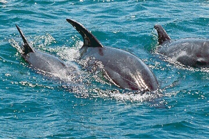 Wasini Island and Dolphin Tour From Diani Mombasa