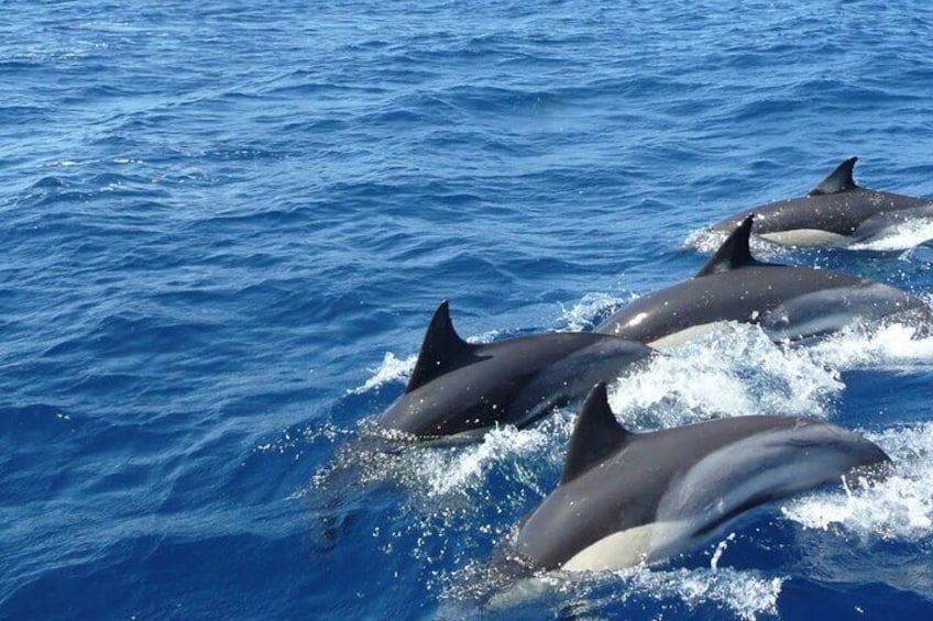 Mirissa: Whale & Dolphin Sightseeing Cruise