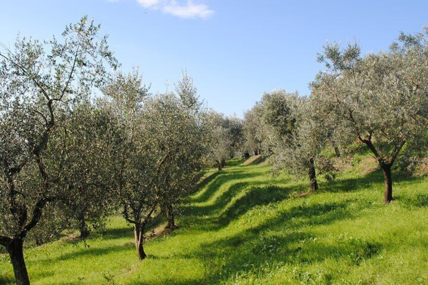 Taste of Crete from Olive Grove Farm, Pottery, Brewery with Lunch