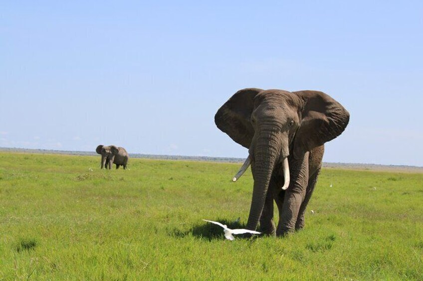 3 Days 2 Nights Amboseli National Park from Nairobi