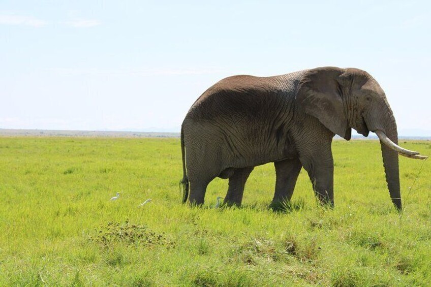 3 Days 2 Nights Amboseli National Park from Nairobi