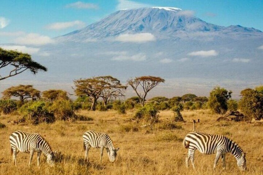 3 Days 2 Nights Amboseli National Park from Nairobi