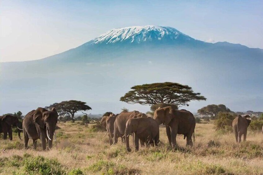 3 Days 2 Nights Amboseli National Park from Nairobi