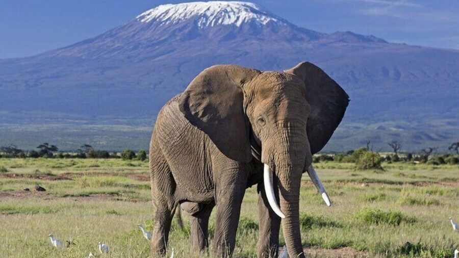 3 Days 2 Nights Amboseli National Park from Nairobi