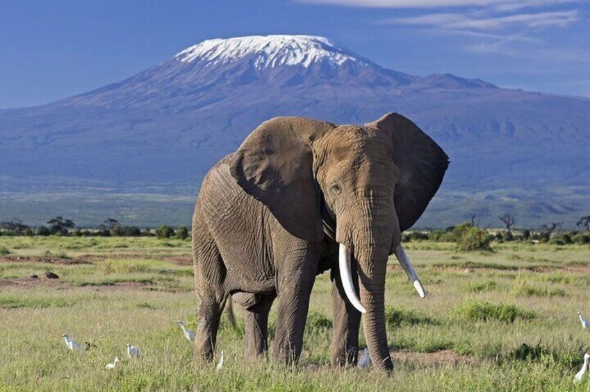 3 Days 2 Nights Amboseli National Park from Nairobi