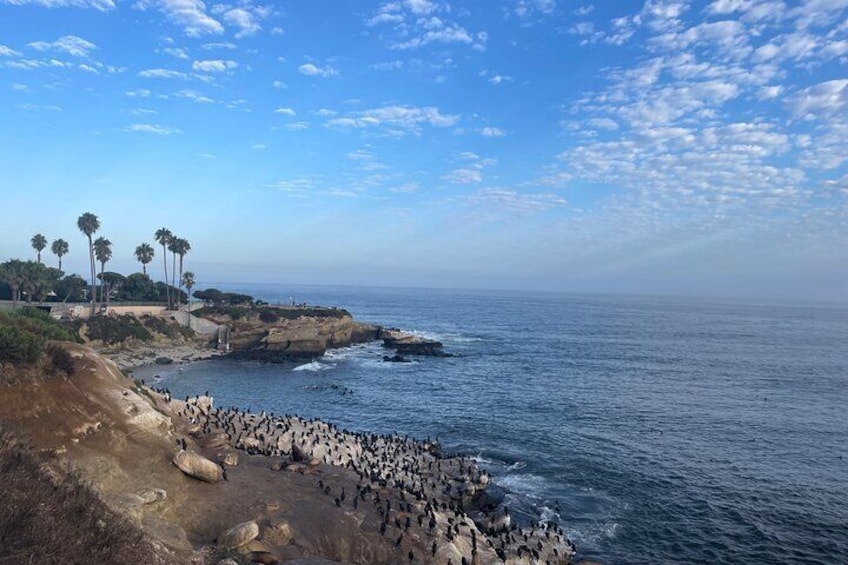 La Jolla Village Walking Tour