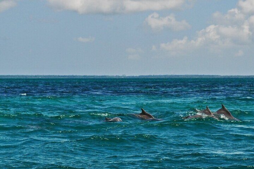 Mnemba Island Snorkeling and Swimming with Dolphins