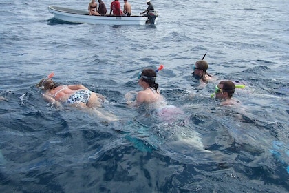 Mnemba Island Snorkelling and Swimming with Dolphins