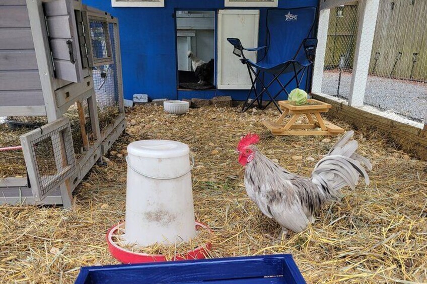 Private Rabbit and Chicken Petting Experience in Navarre