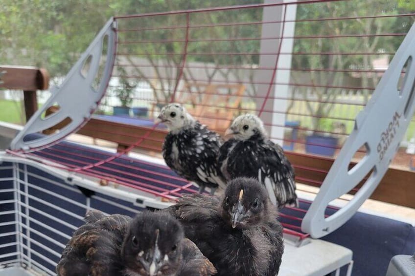 Private Rabbit and Chicken Petting Experience in Navarre