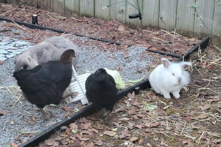 Private Rabbit and Chicken Petting Experience in Navarre