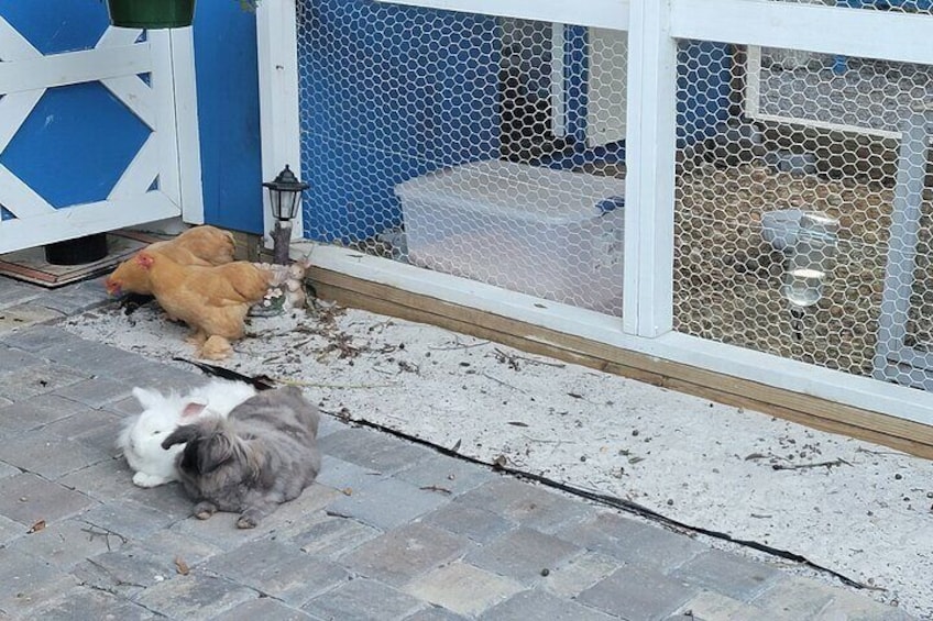 Private Rabbit and Chicken Petting Experience in Navarre