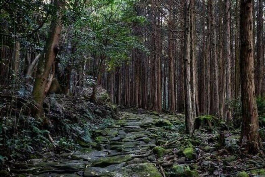 Kumano Kodo Private Guided Tour from Kumano Hongu Taisha