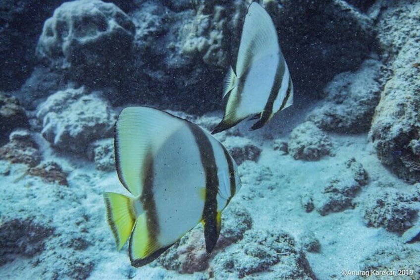 Guided Snorkeling Adventure