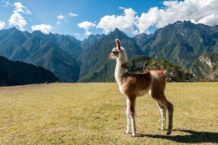 Full Day Private Tour to Machu Picchu Lunch & Transportation