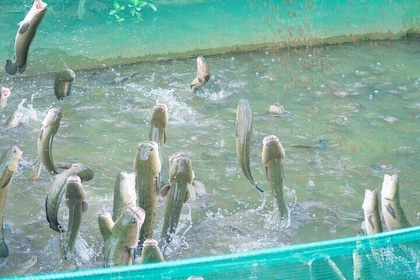 Mekong Delta Discovery 4 Day Biking Tour