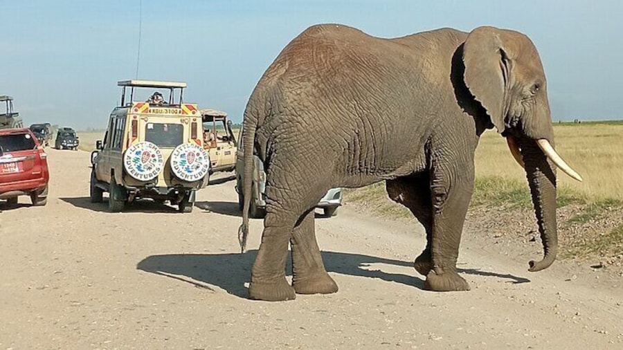 2 Days 1 Night Amboseli National Park Private Safari.