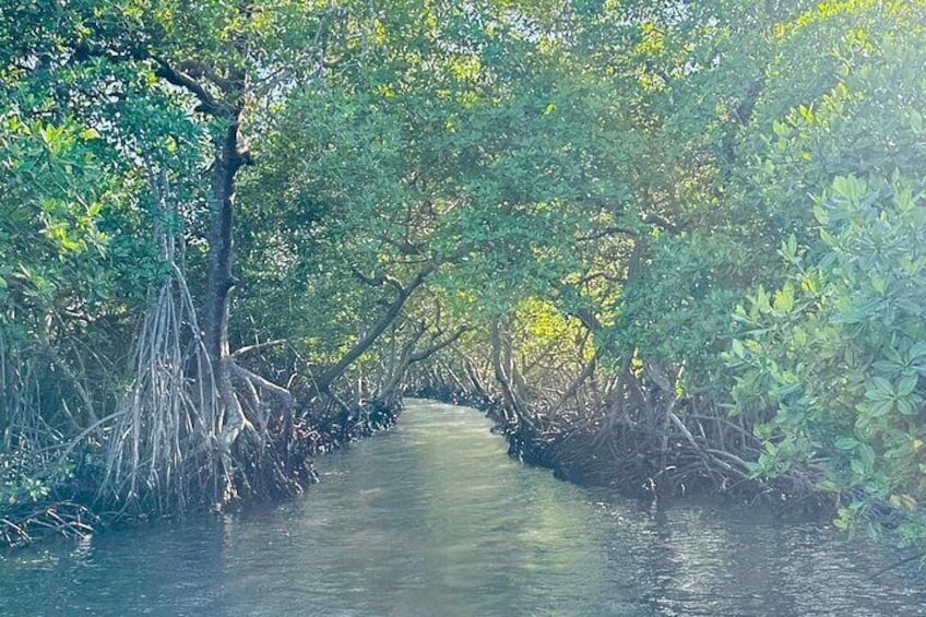 Roatan Garifuna History with Wildlife and Mangrove Tunnel Tour