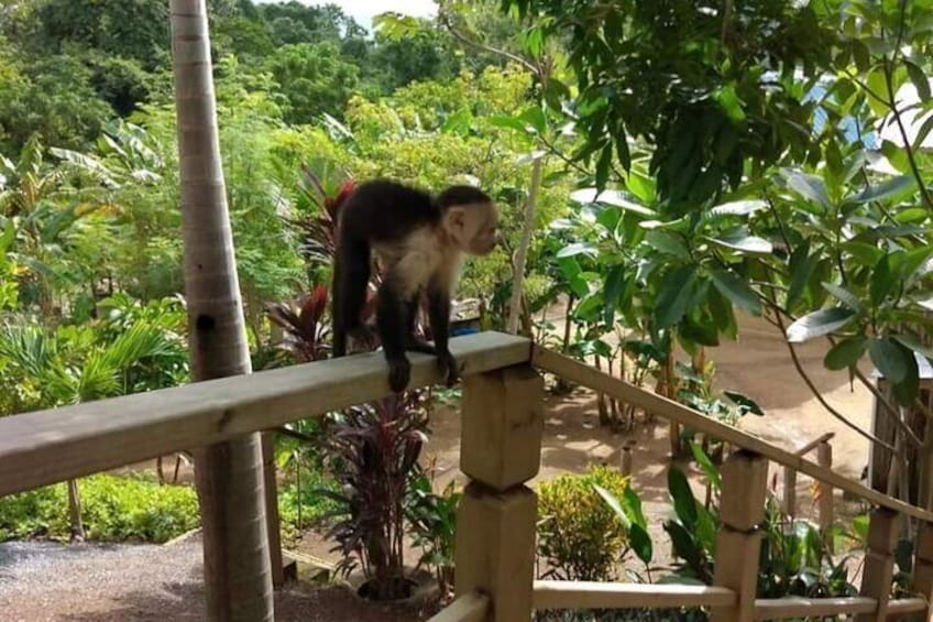 Roatan Garifuna History with Wildlife and Mangrove Tunnel Tour