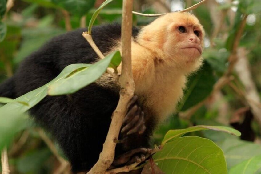 Roatan Garifuna History with Wildlife and Mangrove Tunnel Tour