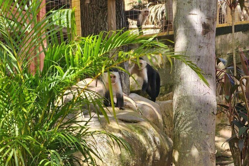 Roatan Garifuna History with Wildlife and Mangrove Tunnel Tour